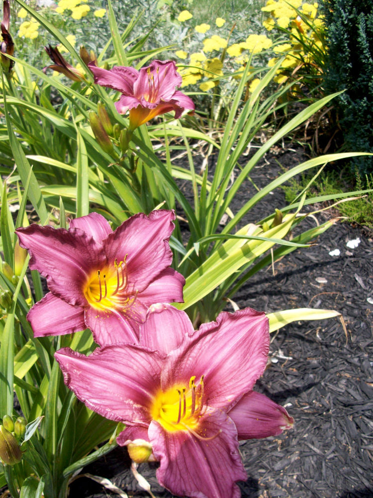 HEMEROCALLIS  &