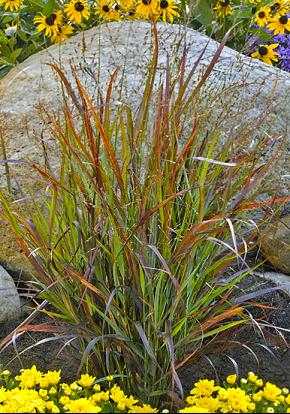 GRASS, PANICUM  &