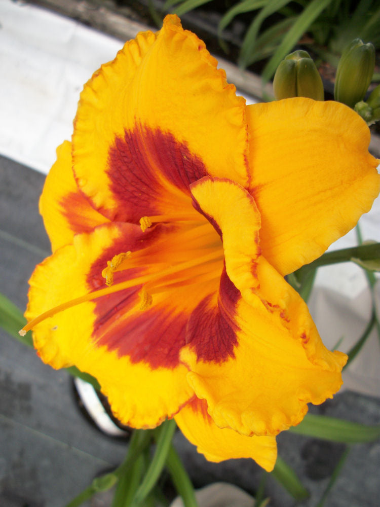 HEMEROCALLIS  &