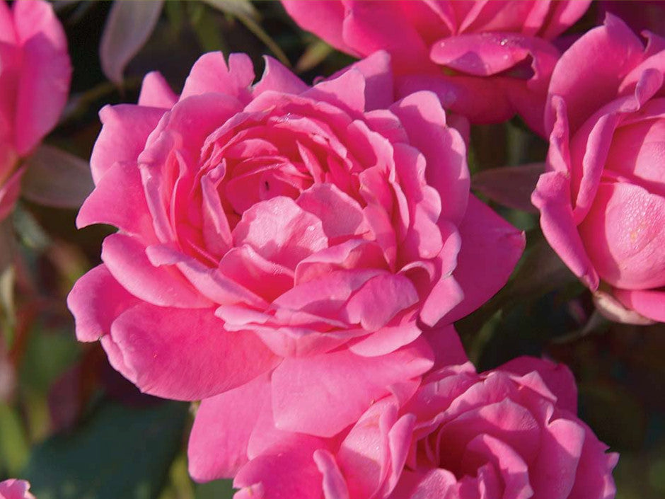 ROSE &