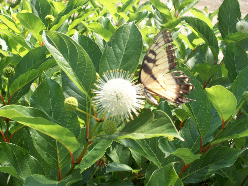 CEPHALANTHUS &