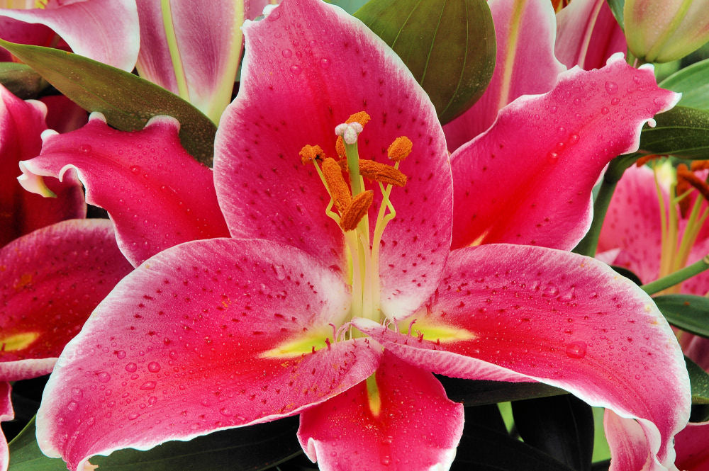 LILIUM  &