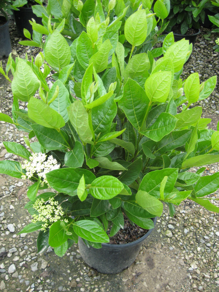 VIBURNUM &