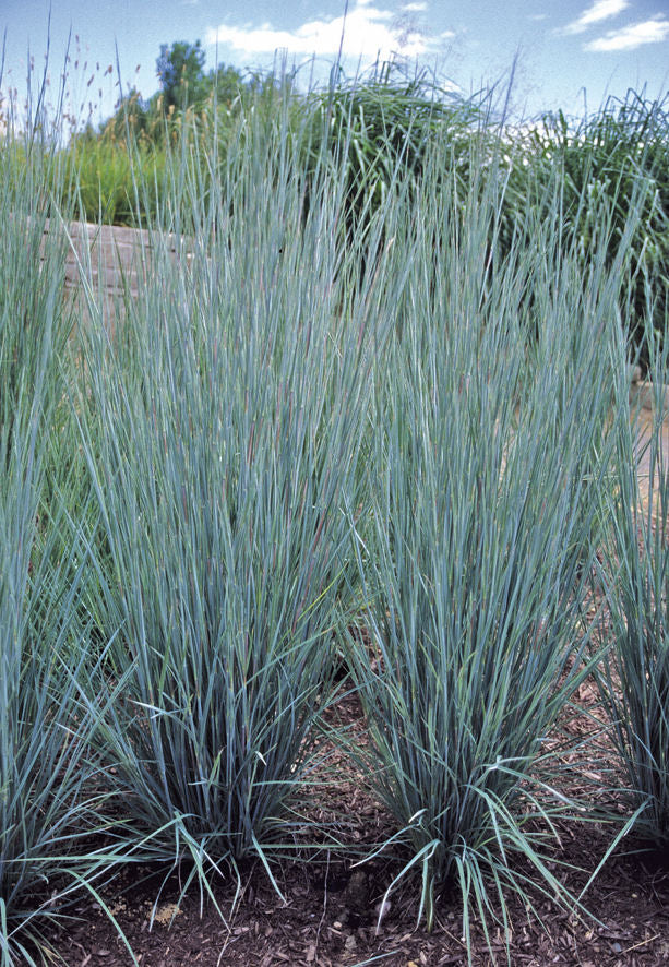 GRASS, SCHIZACHYRIUM &