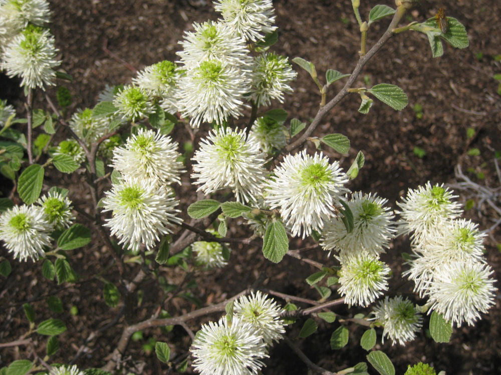 FOTHERGILLA GARDENII   - 2 gallon (Bottlebrush)