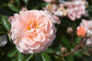 ROSE &