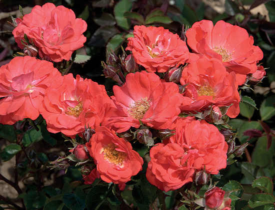ROSE &