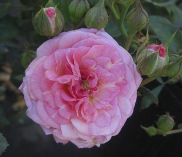 ROSE &
