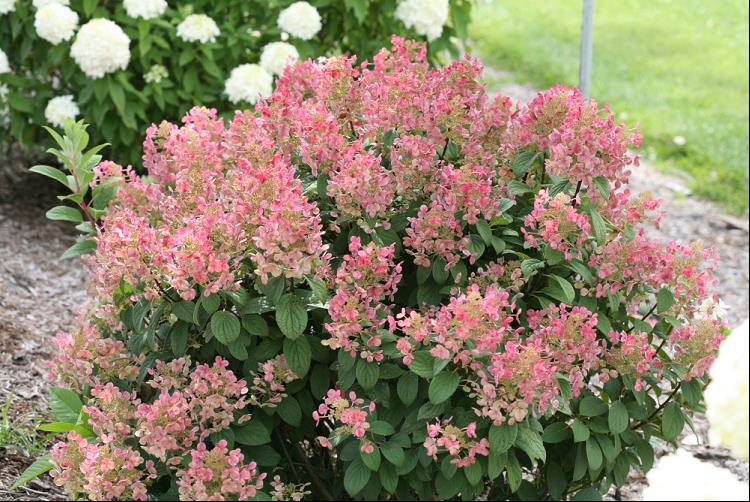 HYDRANGEA, PANICULATA &