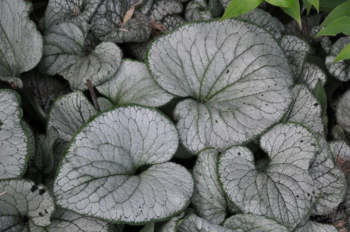 BRUNNERA &