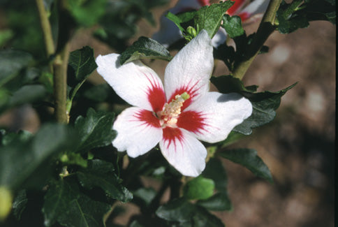 HIBISCUS  &