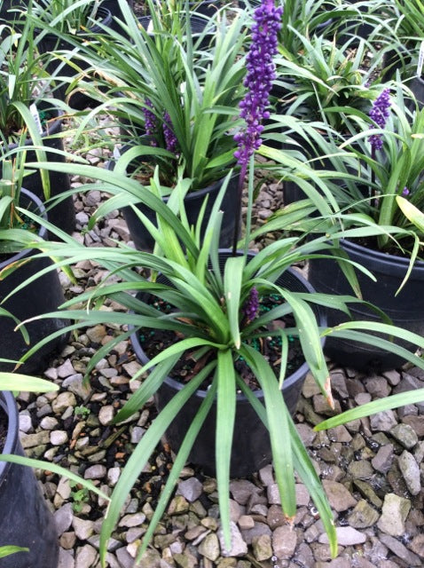 LIRIOPE  &