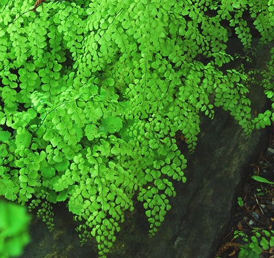 FERN -HIMALAYAN&
