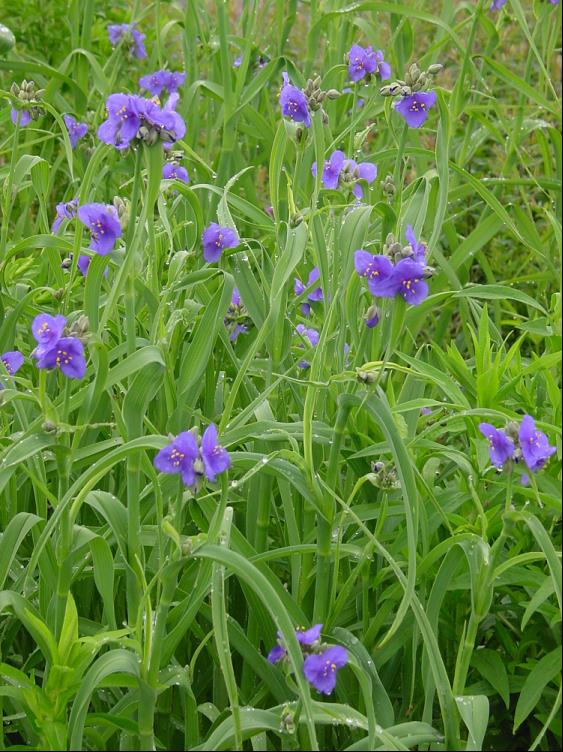 TRADESCANTIA &
