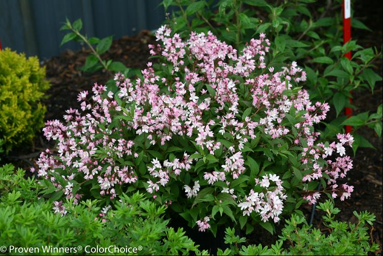 DEUTZIA &