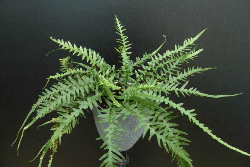 FERN -DRAGONTAIL  19CM