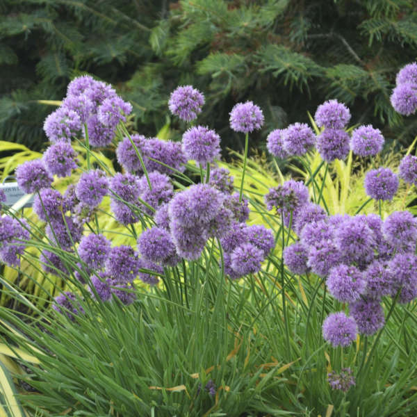 ALLIUM &
