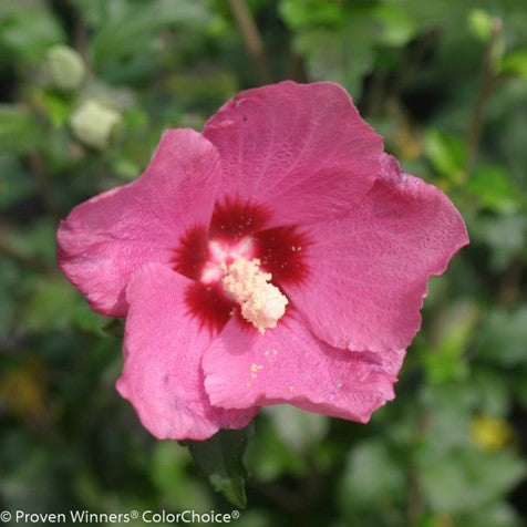 HIBISCUS &