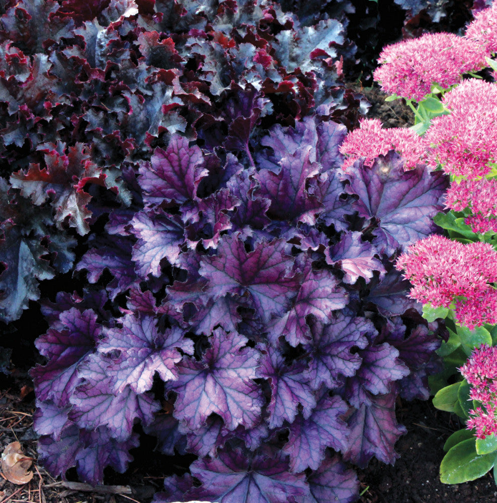 HEUCHERA &