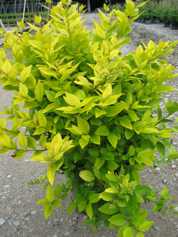 LIGUSTRUM &