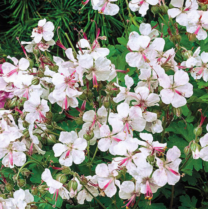 GERANIUM &