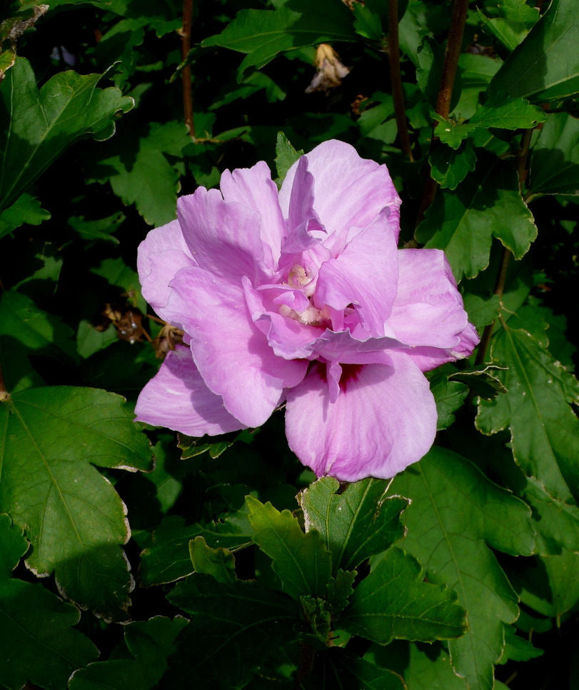 HIBISCUS &