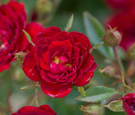 ROSE &