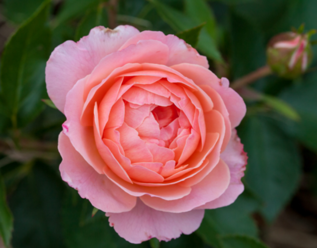 ROSE &