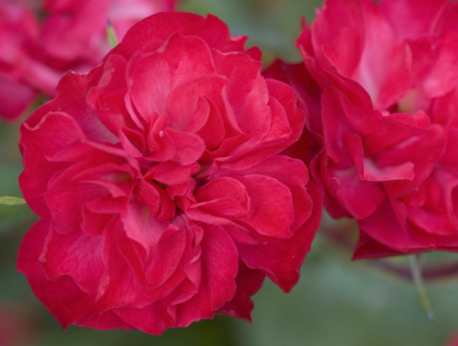 ROSE &
