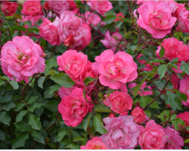 ROSE &