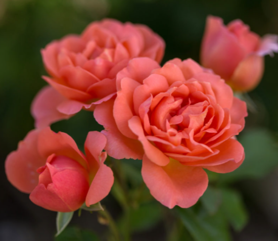 ROSE &