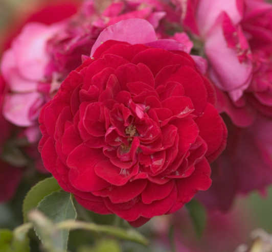 ROSE &