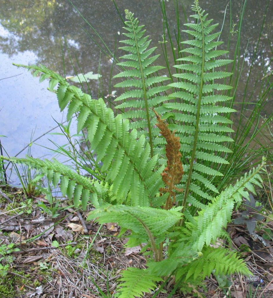 FERN &