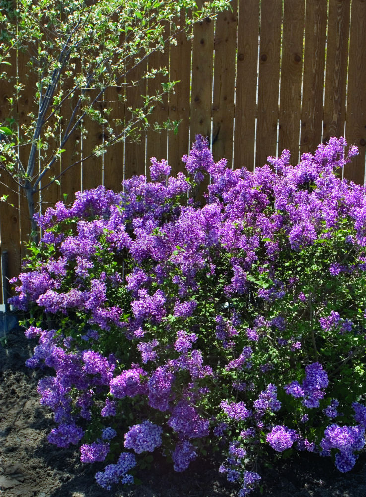 SYRINGA &