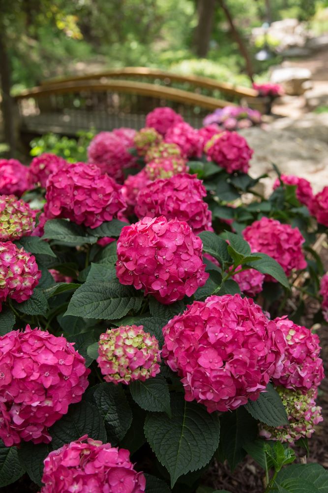 HYDRANGEA, MACRYOPHYLLA &