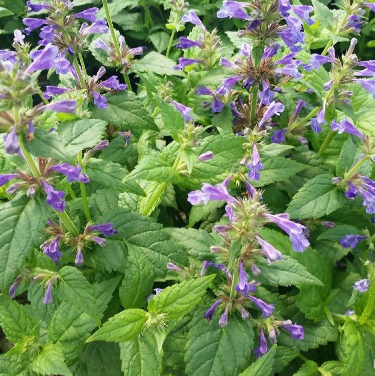 NEPETA &