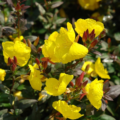 OENOTHERA &