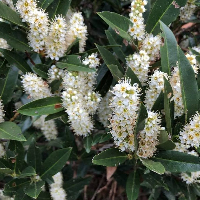 PRUNUS &