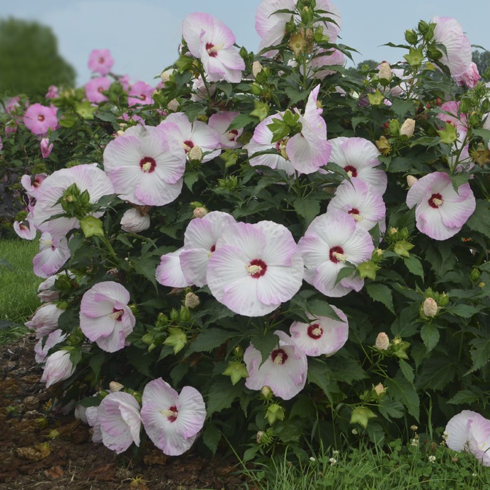 HIBISCUS  &