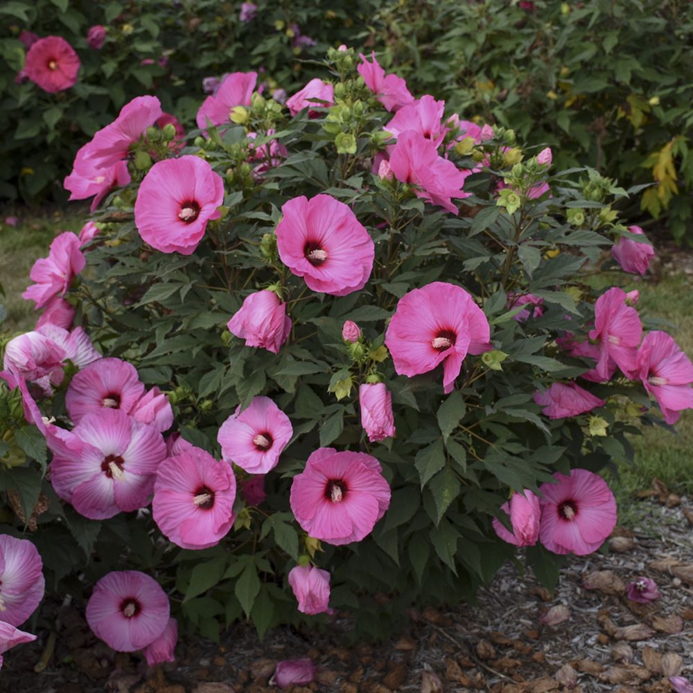 HIBISCUS &