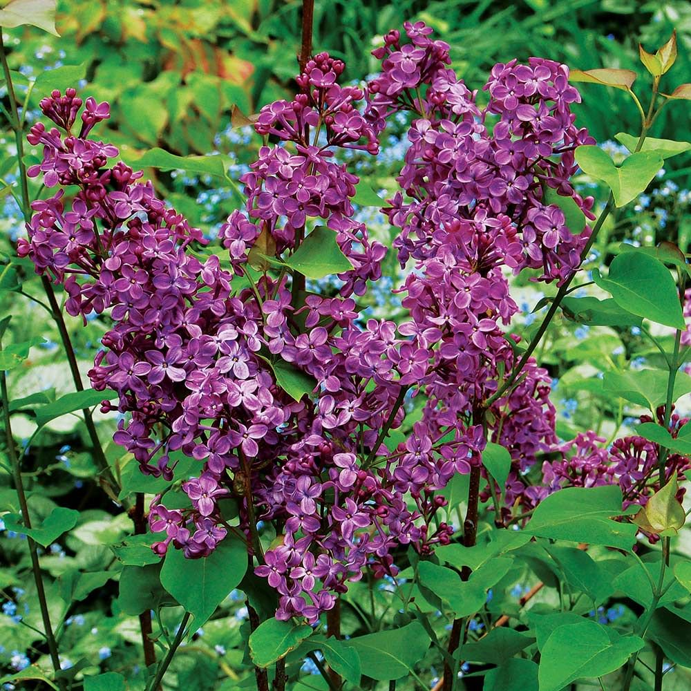 SYRINGA &