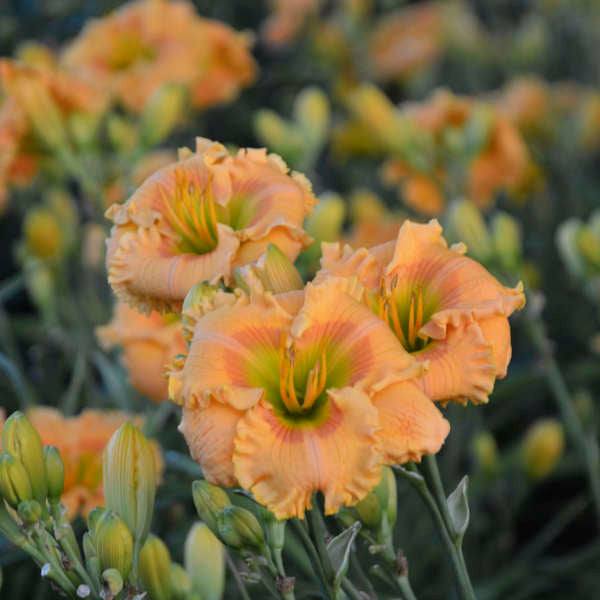 HEMEROCALLIS &