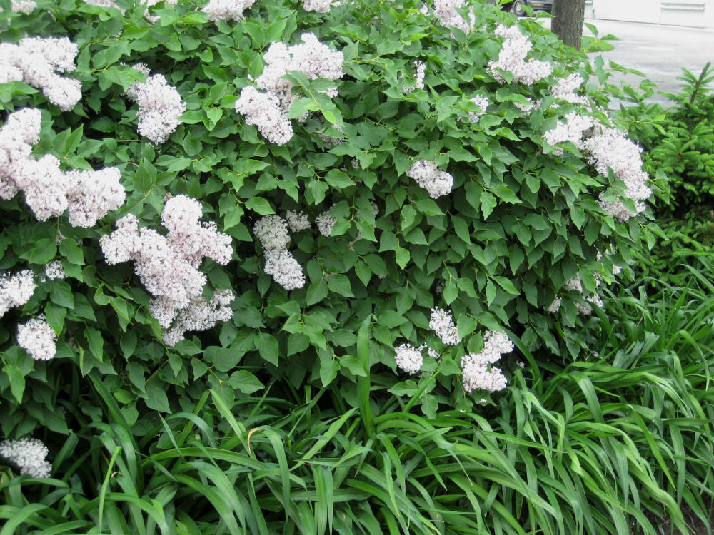 SYRINGA &