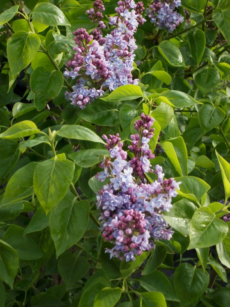 SYRINGA VULGARIS  - 3 gallon (Lilac)