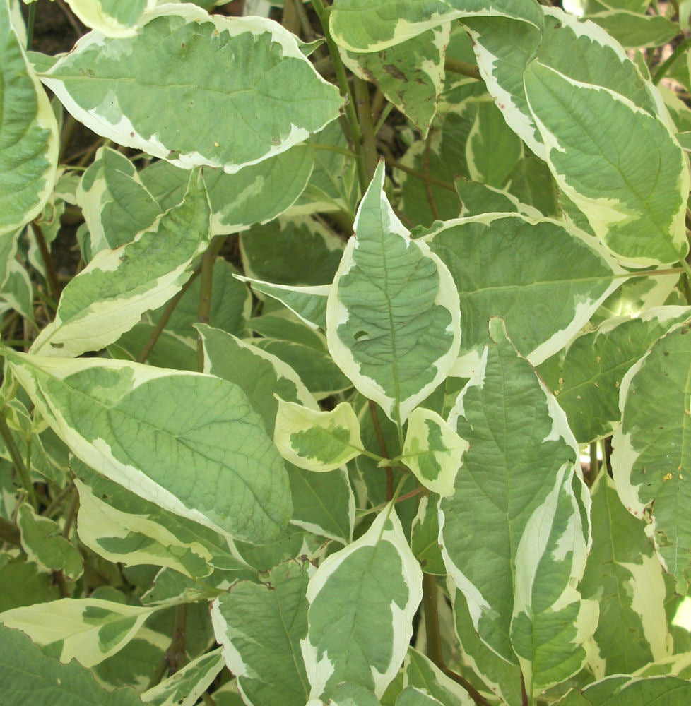 CORNUS  &