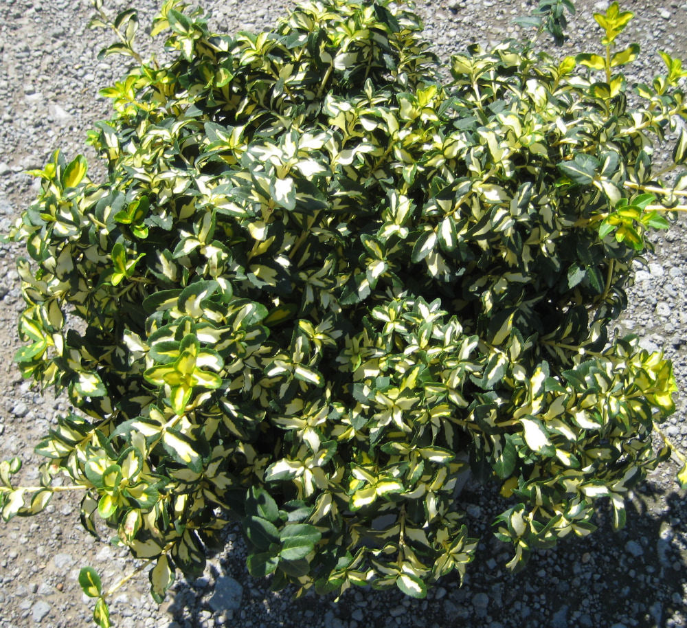 EUONYMUS, FORTUNEI &