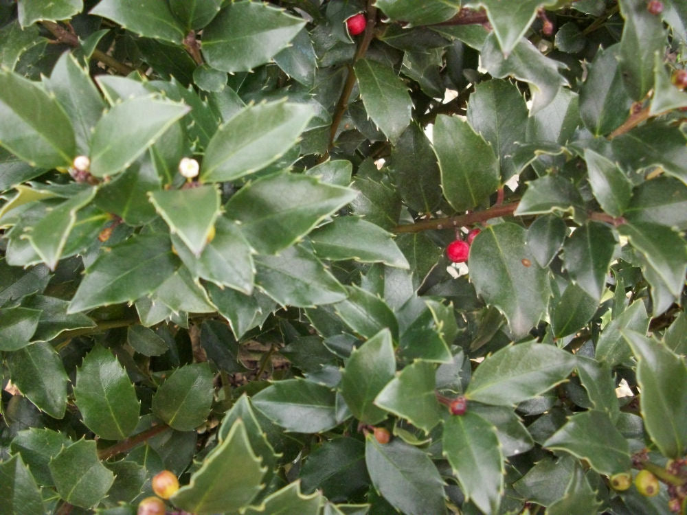ILEX, MESERVEAE &