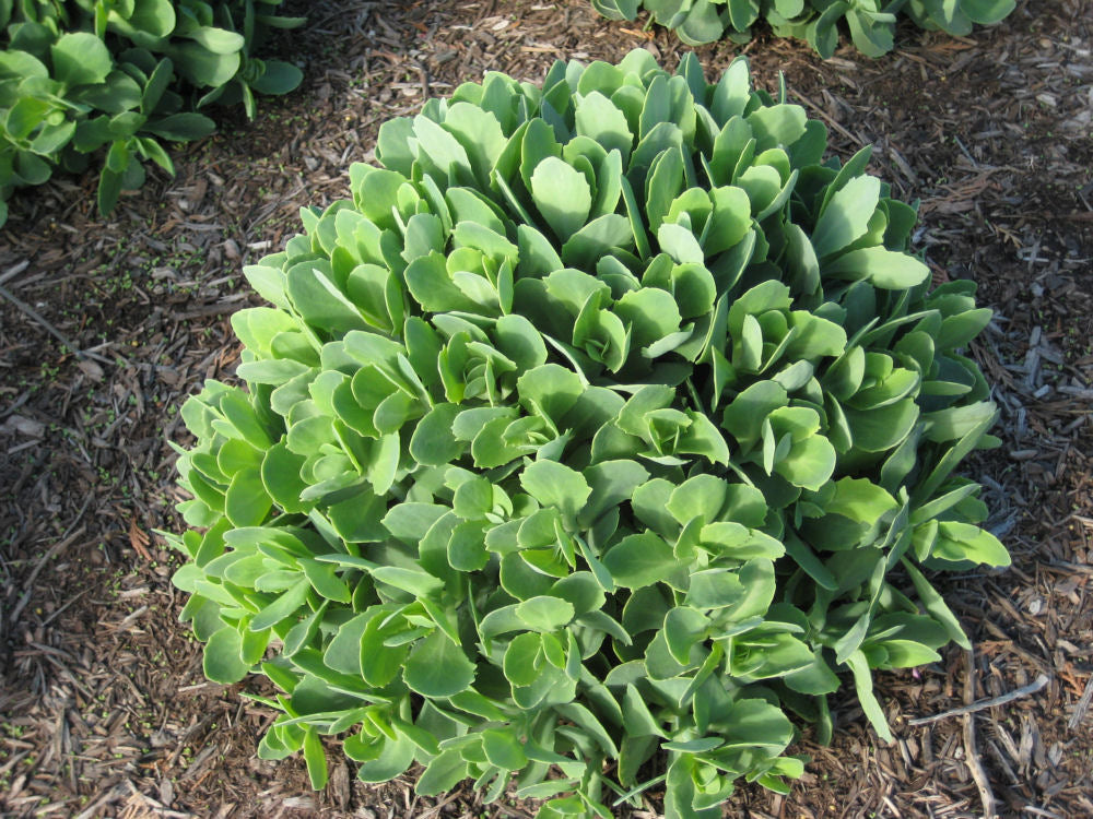 SEDUM &