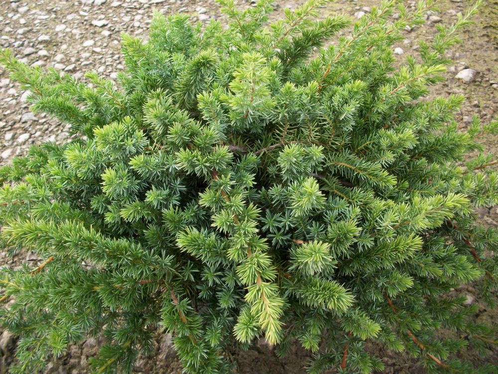 JUNIPER &