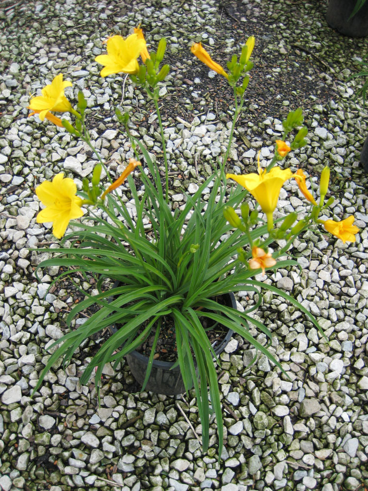 HEMEROCALLIS  &